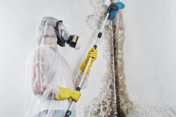Best Mold Removal Company Near Me  in Salmon, ID