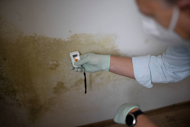 Best Residential Mold Removal  in Salmon, ID