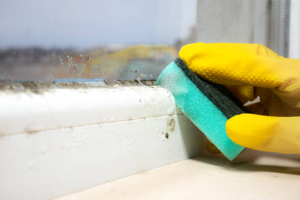 Best Mold Cleaning Services  in Salmon, ID