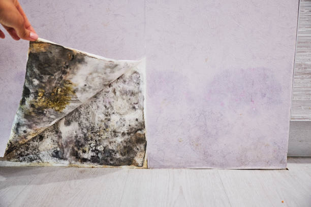 Best Black Mold Removal  in Salmon, ID
